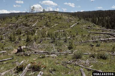 Clear Cut Forest