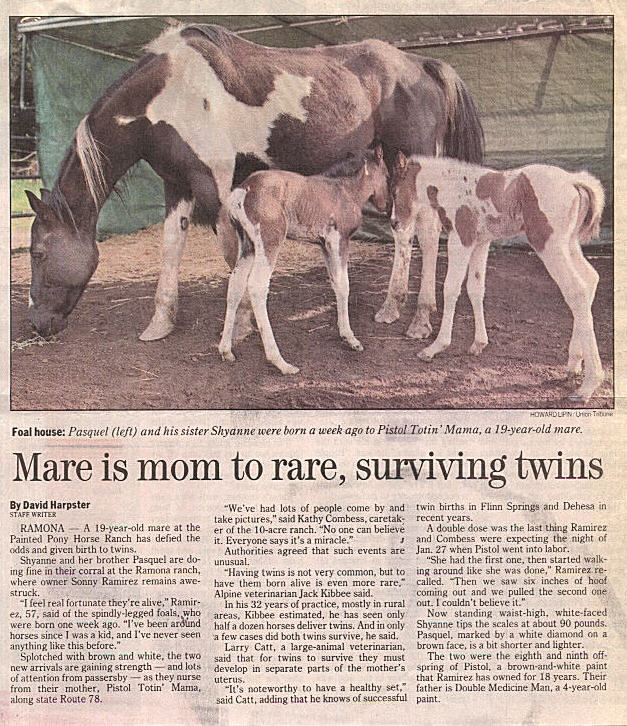 San Diego Tobiano Twins